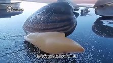世界上最大的双壳贝，两米多长能轻松装下人