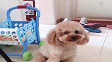 主人让泰迪叫妈妈，也不知道谁是妈妈了，逗