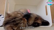 家里出现侵略者，小猫咪反应不符合常理网友这是什么鬼