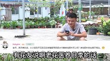 绣球夏季僵苗怎么办？龟背竹新叶不开背咋回事？每日一答。