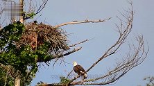 世界上最大的鸟窝！长6米重1吨，100年来无人敢掏