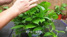 绿萝施肥要注意，盆土遍干小心烧根