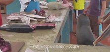 史上最“厚脸皮”海狮，每天到鱼摊排队蹭吃，海狮：老板我要这个