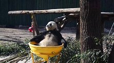 寒冬腊月，“大老板”大熊猫挺着肚子花式晒太阳