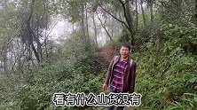 仡山哥今天运气太好了，进山就发现1片刷把菌，今天收获怎么样