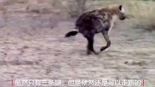 三只脚的鬣狗，依然可以走路！