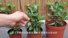 想要玉树长得好，就得先把根养好，用好1种肥，枝干快速木质化