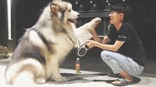阿拉斯加犬化身“舞狮”，超可爱的跑过去了！
