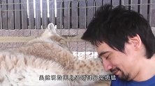 猞猁许久未见男主人，一见面就要亲亲抱抱，场面太暖心了！
