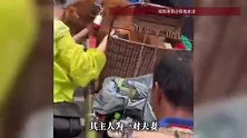 游客在景区偶遇轿夫抬狗，主人一路拉着绳子跟着轿夫，游客：金毛年迈体力不支