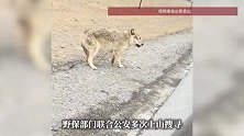 青海可可西里一网红狼左眼肿胀疑受伤，当地林业部门：不排除人为