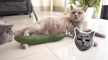 二货主人买几根黄瓜回家逗猫咪，下一秒猫咪反应，主人蒙了
