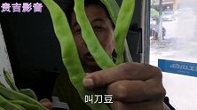 刀豆为什么必须要出水，大厨教你做脆嫩味美，色泽鲜绿，清炒刀豆