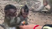 猴妈出门找食物几天没回，猴仔双胞胎饿坏了，辛亏有好心的游客