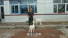 大刚给小羊派发饼干，小羊二宝急得直转圈，猴急的样子太可爱了