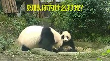 熊猫妈妈帮宝宝洗澡，被误以为打娃！