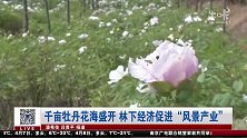 千亩牡丹花海盛开 林下经济促进“风景产业”