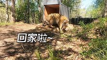 放虎归山！进村东北虎“完达山一号”生理指标正常 回归自然