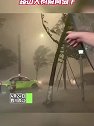 四川内江：出现强对流天气，路边大树瞬间倒下
