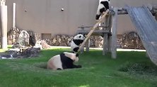 熊猫宝宝爬楼梯,爬到一半就被妈妈一把拉下来