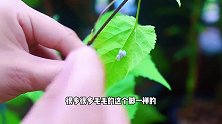 注意咯！养花叶子上长了这种白点，要赶紧消灭！