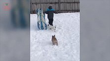 你俩太顽皮了啊，还抢起滑雪板了，看着有趣极了啊！