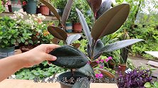 新手养橡皮树，记住这几点别“偷懒”，不然小命不保