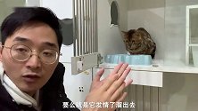 身价上万的孟加拉豹猫，大学食堂乞讨：小姐姐，给口吃的吧！