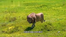 蒙格雄狮联盟：狮王巡逻领地，而狮群捕获野牛，被野牛群疯狂追赶
