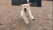 狗狗跑起来的样子真的是太逗了，萌萌哒的，很可爱哦！