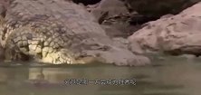 狮子过河被鳄鱼埋伏，狮子求生欲瞬间爆发，镜头拍下全过程