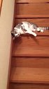 猫：不想动，就这样下楼梯吧！