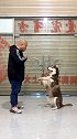 教它一门外语，真心不容易哈士奇 宠物 涛哥训犬