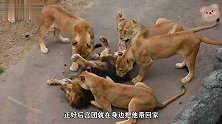狮王被一群母狮子围攻，这就是偷偷找后宫的下场，太惨了吧