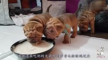 茶水都笑喷了！刚满月的沙皮狗原来是这样吃东西的