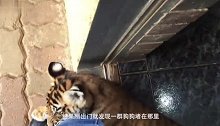 把仓鼠丢到一大箱葵花籽中，下一秒仓鼠的举动太可爱了！