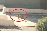 印度一花豹闯入居民区 在楼顶跳来跳去