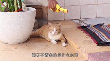 呼呼大睡的猫咪“惊醒”，迅速冲向地面，到底发生了什么