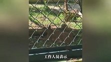 动物园狞猫胖成土豆！宣传牌写着“四肢纤细”，园方：趴着显圆