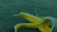 美国纽约男子冒死潜入海底，捕拍浑身长满毒刺的海星