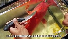 宠物鱼身体异样，主人掰开鱼鳃检查，发现了可怕的动物