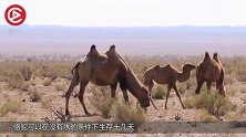 骆驼的驼峰里装的真是水？切开驼峰后愣了，被骗了这么多年
