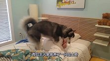 哈士奇叫主人起床，主人周末想多睡会不愿起来，二哈无奈躺在床上