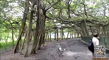 罕见印度一榕树“独木成林”树冠直径411米