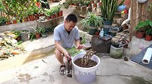 茶花移栽失败，总结出几个原因，花友们可别“踩雷”了