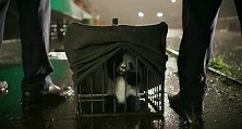 被走私犯拐走的小熊猫，可怜巴巴的向警犬求助