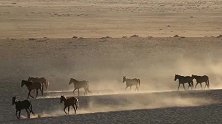 纳米比亚沙漠野马群，集体奔向水坑
