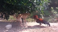 狗和鸡打完架后，主人把鸡宰了，下一秒狗狗把全家人都逗乐了