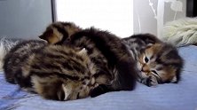 睡成一排的奶猫们，这还搂着一起，你们感情可真好！