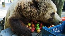 棕熊吃早餐，一筐苹果不知道够不够吃